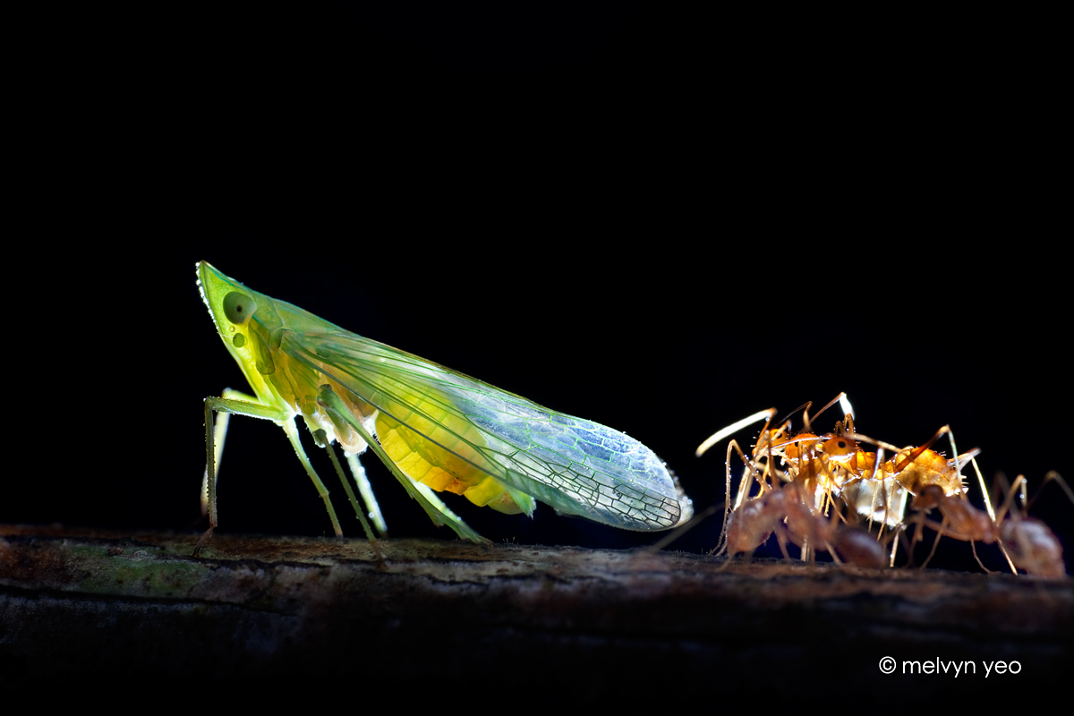 Ants waiting for honeydew