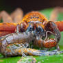Huntsman Spider eating Centipede