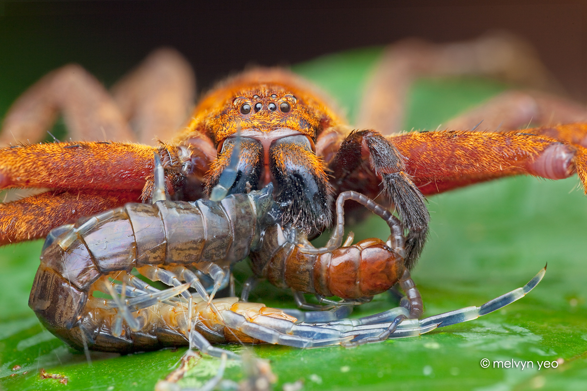 Huntsman Spider eating Centipede