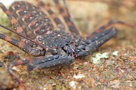 Tailless Whip Scorpion Amblypygi