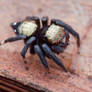 Thorelliola ensifera, Rhino Garden Jumper