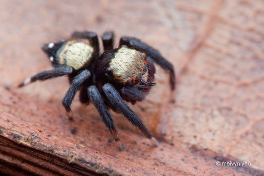 Thorelliola ensifera, Rhino Garden Jumper