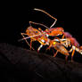 Odontomachus