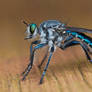 Blue Robberfly