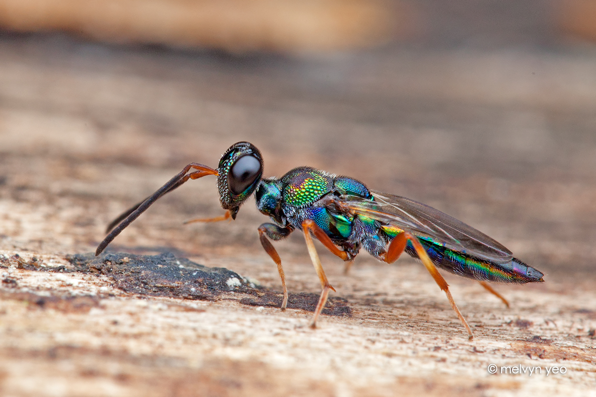 Calosotinae (Eupelmidae)