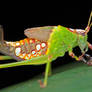 Katydid with hitchhiker Pseudoscorpion