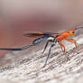 Zombrus sp. Braconid Wasp