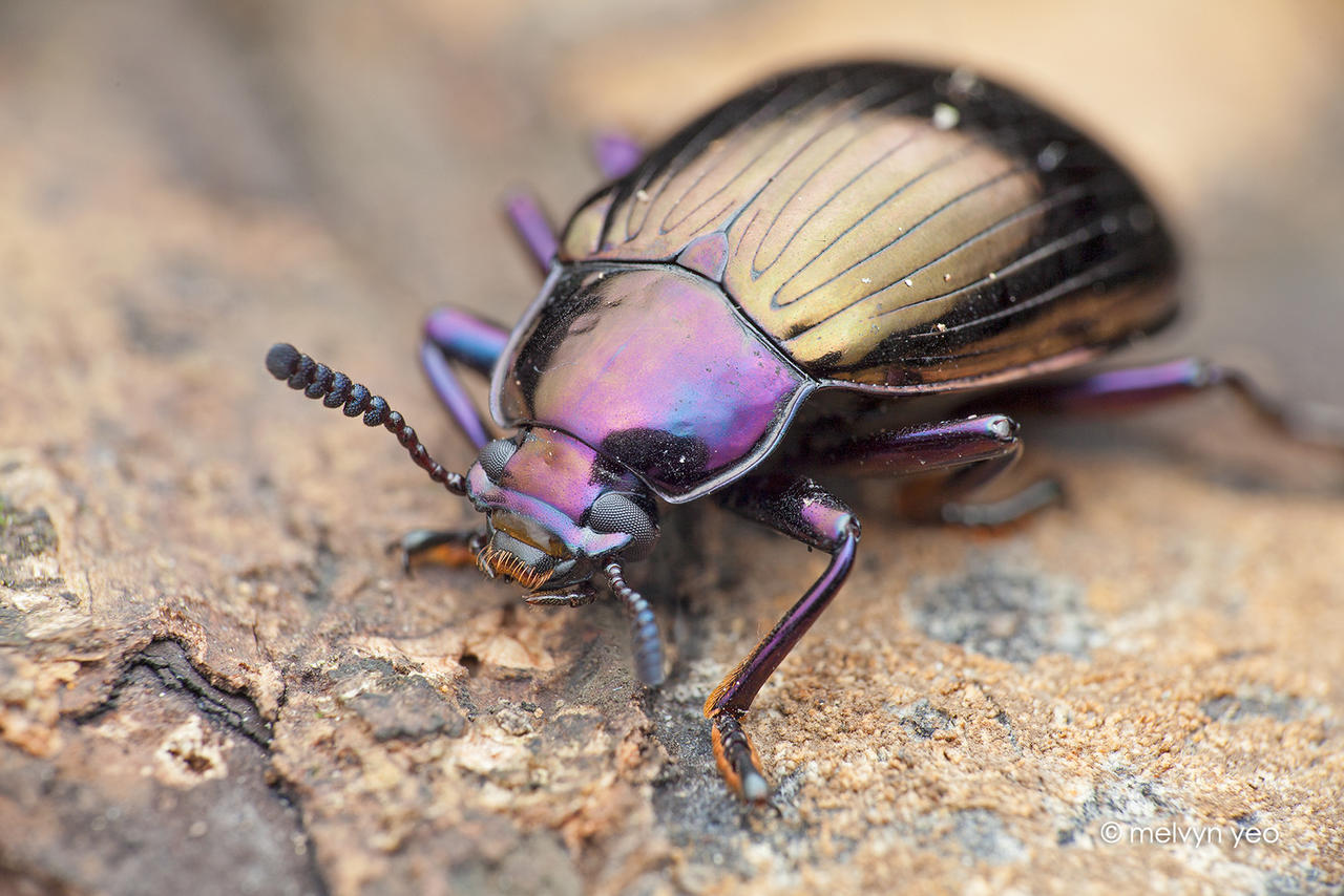 Darkling beetle (Stenochiinae)