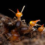 Nasuti soldiers termites on lookout