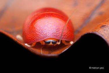 Pill cockroach Perisphaerus sp. by melvynyeo