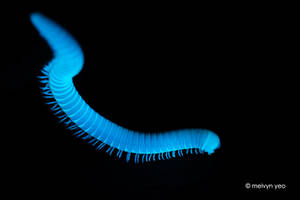 UV Fluorescence in Millipedes