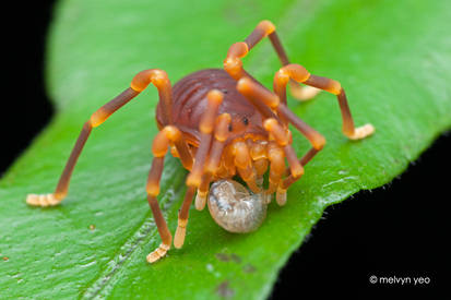 Sandokanidae eating snail