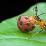 Assassin bug with Ladybird beetle prey