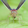Cross-eyed Derbid planthopper