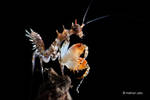 Mantis nymph (Pachymantis bicingulata) by melvynyeo