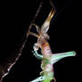 Moulting Forest Floor Katydid Lipotactes Maculatus