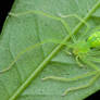 Green huntsman spider (Gnathopalystes sp.)