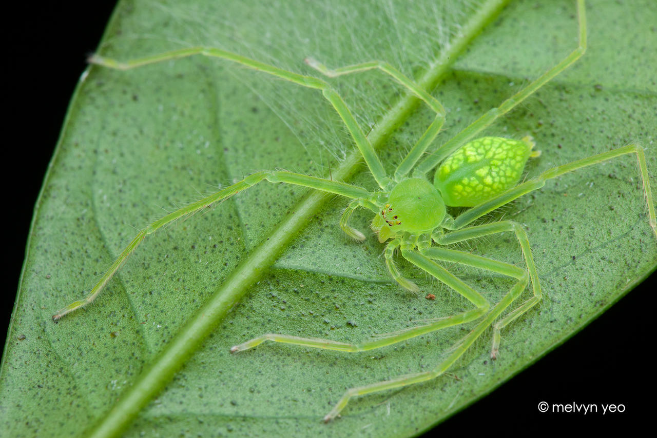 Green Huntsman Spider Gnathopalystes Sp By Melvynyeo On Deviantart Green Huntsman Spider Gnathopalystes Sp By Melvynyeo On Deviantart