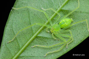 Green huntsman spider (Gnathopalystes sp.)