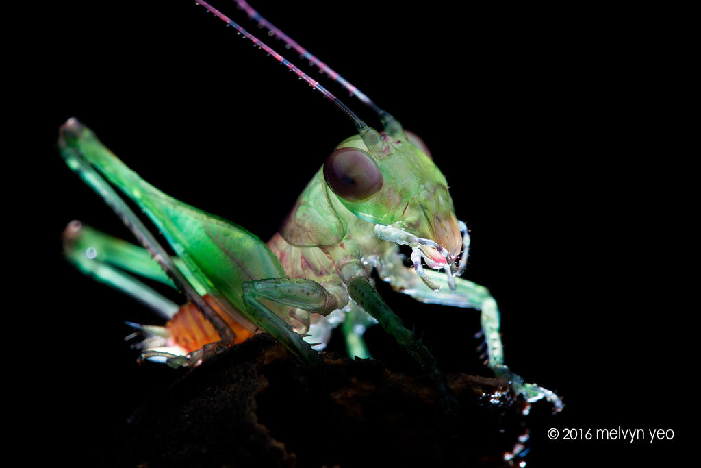 Forest floor katydid Lipotactes maculatus by melvynyeo