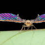Derbidae with iridescence wings