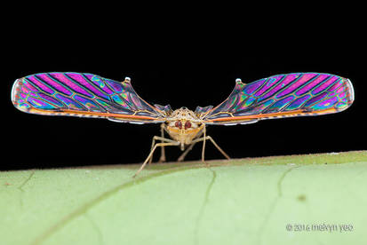 Derbidae with iridescence wings