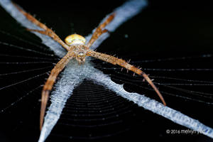 Argiope