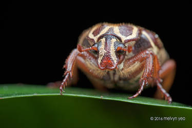 Flower chafer beetle