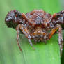 Bird dung spider (Pasilobus sp.)