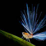 Planthopper nymph with fiber optic butt