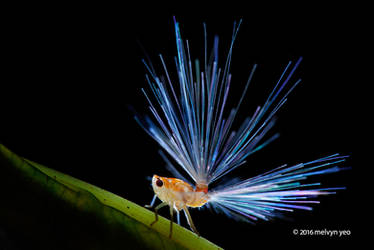 Planthopper nymph with fiber optic butt