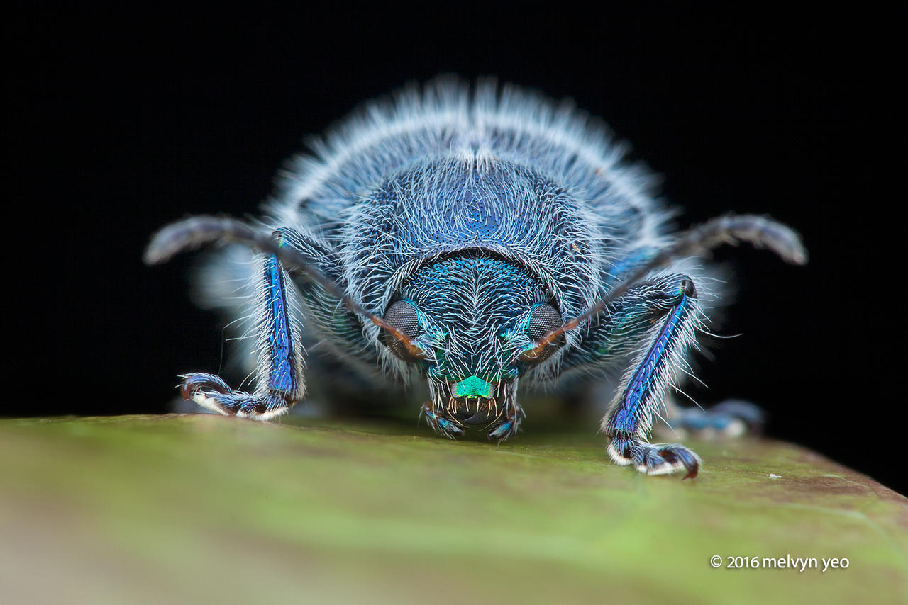 Blue Hairy Beetle
