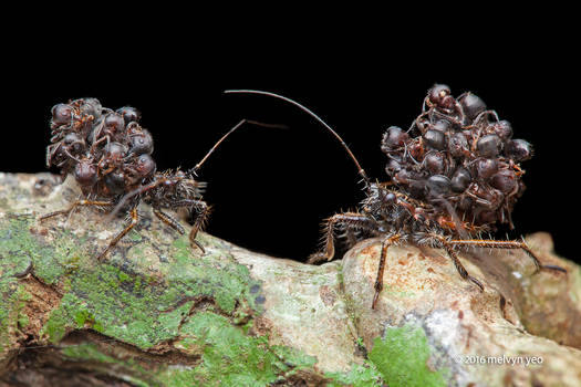 Ant-snatching Assassin Bug (Acanthaspis sp.)
