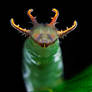 Dragonhead Caterpillar