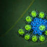 UV Stink bug hatchlings (Pentatomidae)