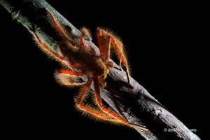 Heteropoda davidbowie