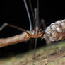 Pholcidae with eggs