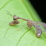 Mantisfly