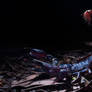 Heterometrus Giant Forest Scorpions