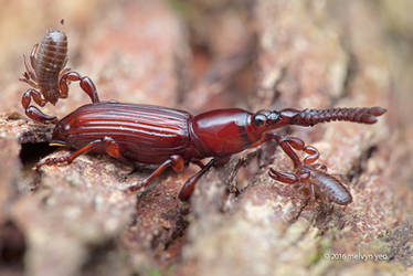 Pseudoscorpion and Weevil