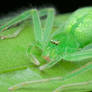 Huntsman Spider Gnathopalystes sp.