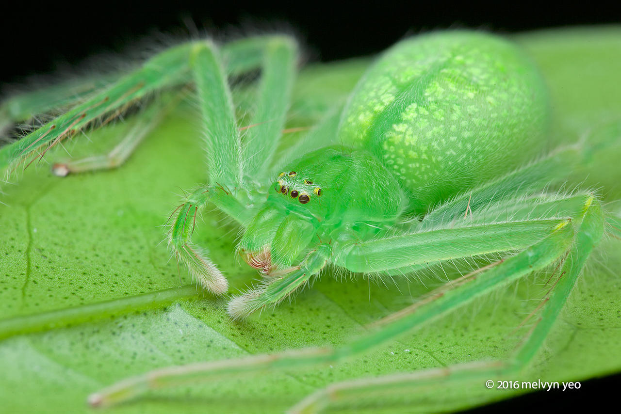 Huntsman Spider Gnathopalystes Sp By Melvynyeo On Deviantart Huntsman Spider Gnathopalystes Sp By Melvynyeo On Deviantart