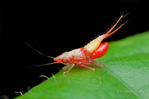 Tiny hopper nymph with mite by melvynyeo Tiny hopper nymph with mite by melvynyeo