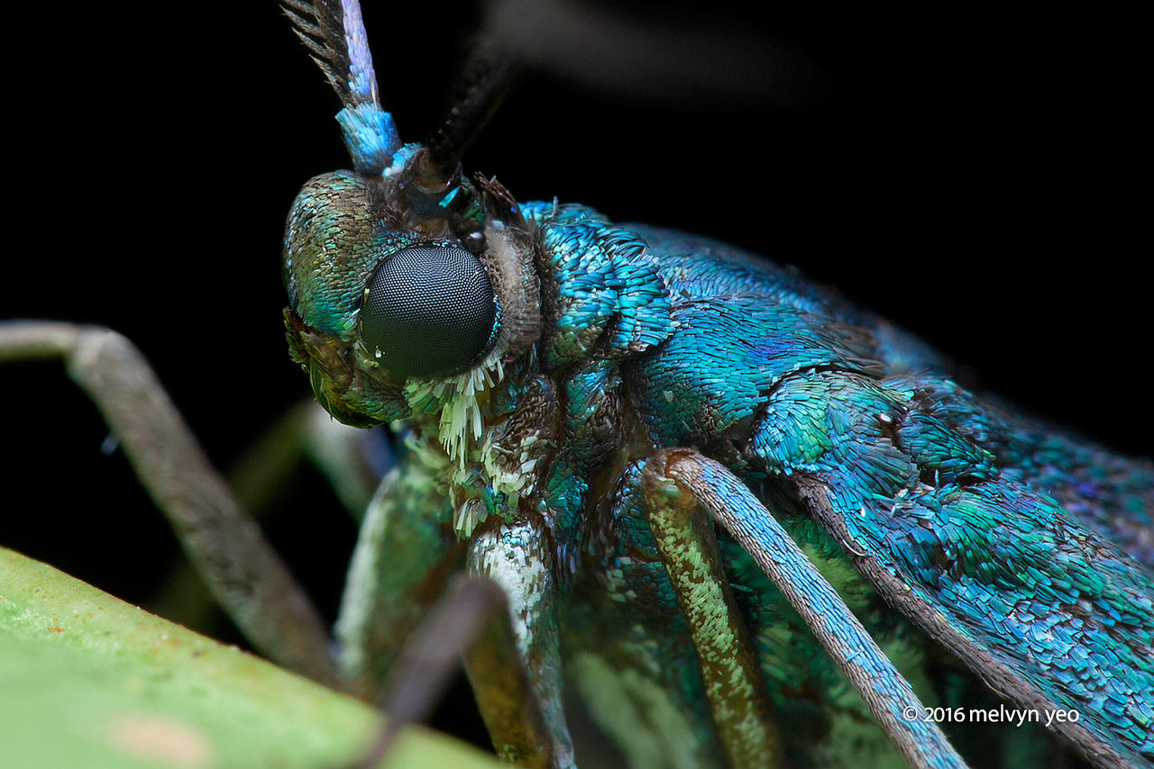 Metallic Blue Moth