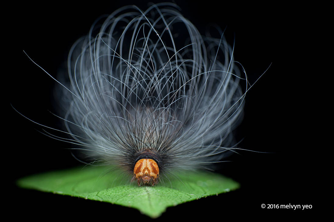 Hairy Caterpillar by melvynyeo