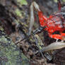 Tree Resin Asassin Bug (Amulius sp.)