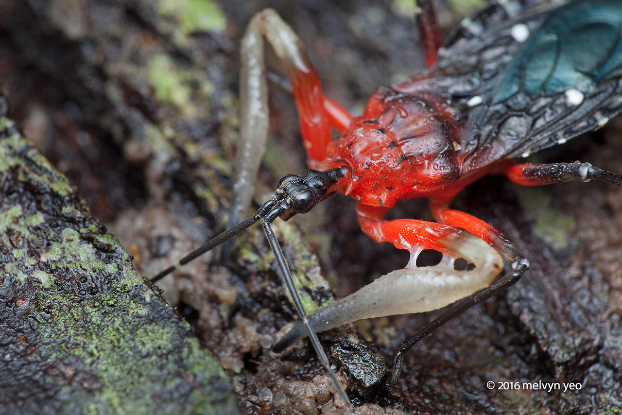 Tree Resin Asassin Bug (Amulius sp.)