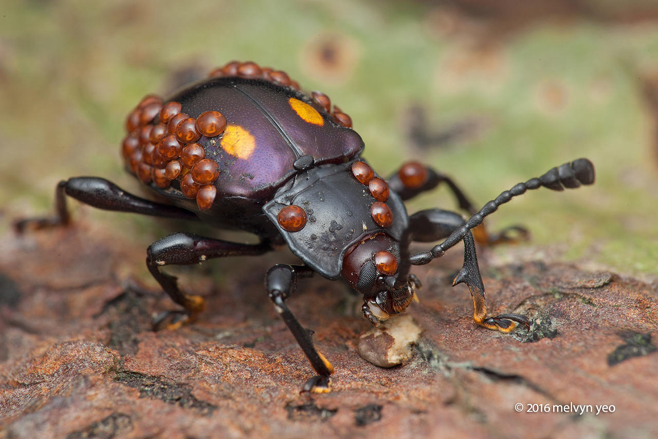 Fungus Beetle with Phoretic mites