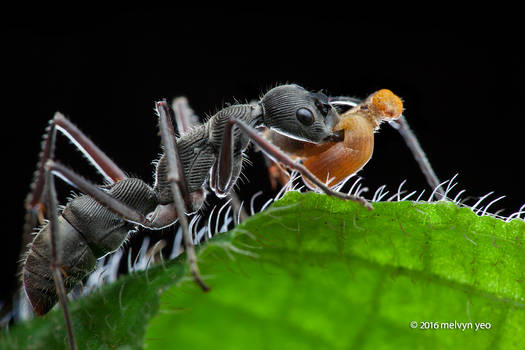 Ant (Diacamma sp.) with Caterpillar prey