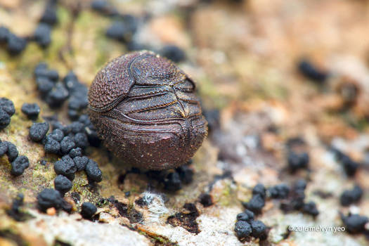 Scavanger scarab beetle (Ceratocanthinae)